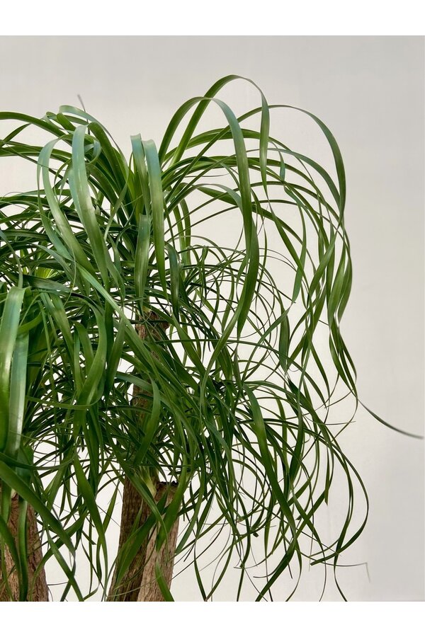 Beaucarnea rozgałęziona L