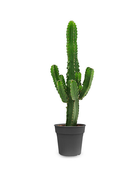 Euphorbia