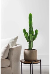 Euphorbia Kaktus Duży