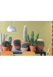 Euphorbia Kaktus Duży