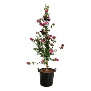 Hibiskus Schoonvrucht