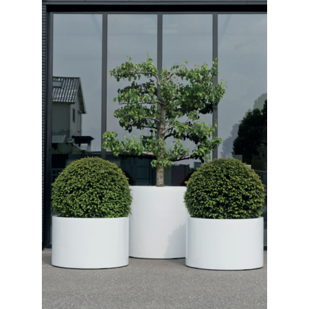 Rośliny zewnętrzne