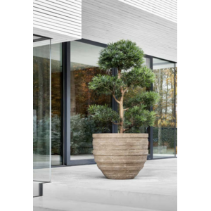 Zdjęcie 1 nasadzenia zewnętrzne