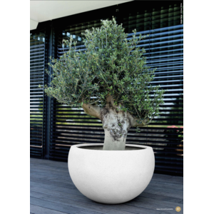 Obraz 6 nasadzenia zewnętrzne