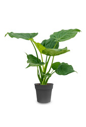 Alocasia Cucullata