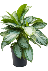 Aglaonema Silver Bay