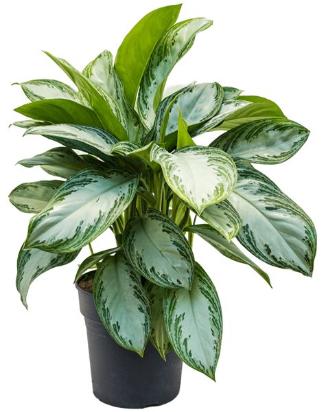 Aglaonema