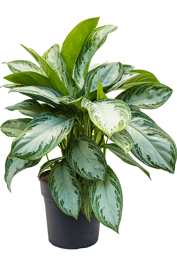 Aglaonema Silver Bay
