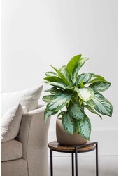Aglaonema Silver Bay