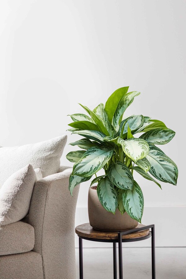 Aglaonema Silver Bay