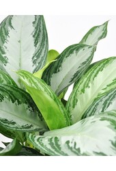 Aglaonema Silver Bay