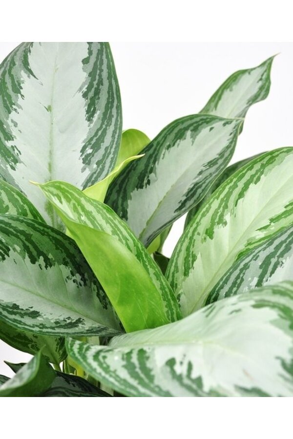 Aglaonema Silver Bay