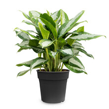 Aglaonema