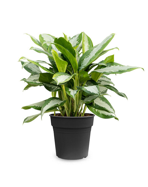 Aglaonema