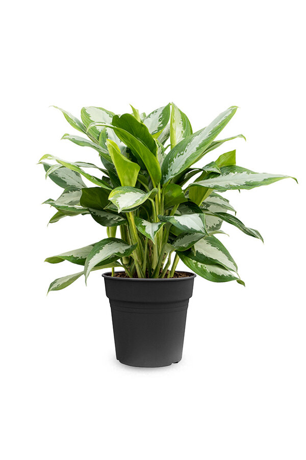 Aglaonema Silver Moon