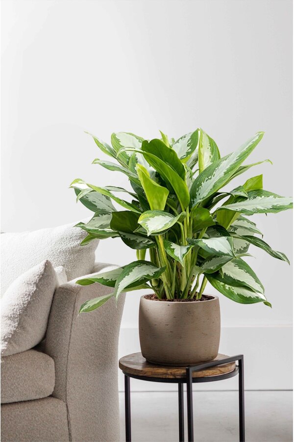 Aglaonema Silver Moon