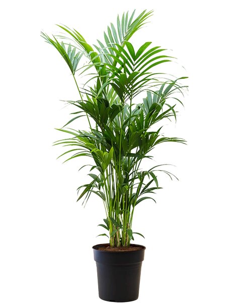 Howea Forsteriana XXL