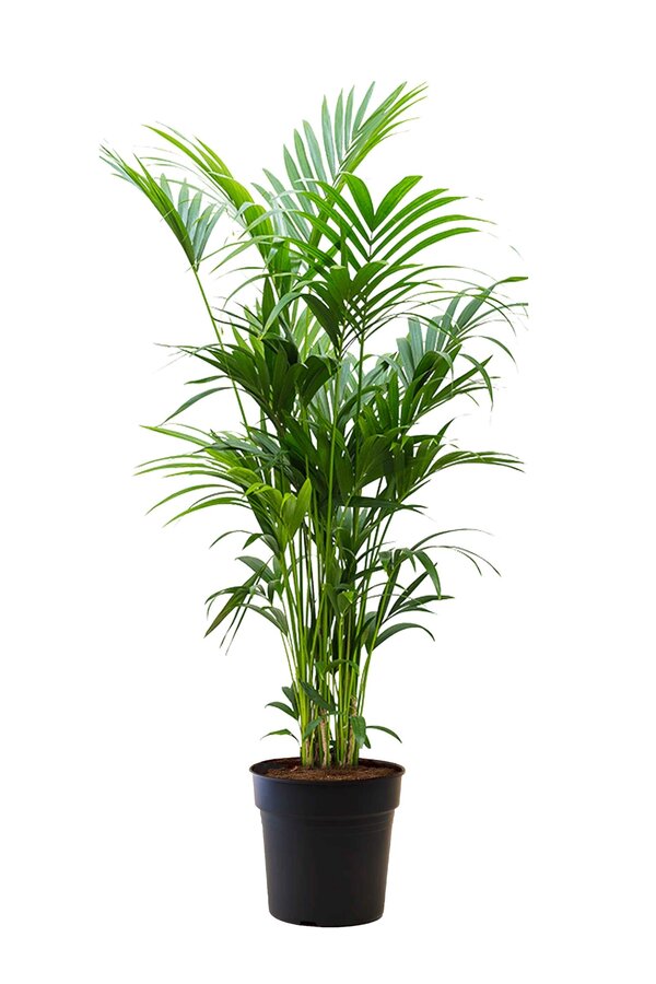 Palma Kentia XXL