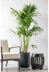 Palma Kentia XXL