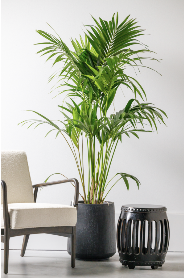 Palma Kentia XXL