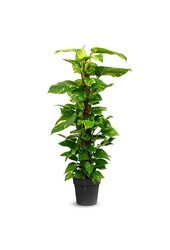 Epipremnum Scindapsus M