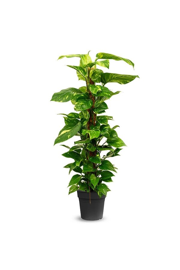 Epipremnum Scindapsus M