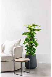 Epipremnum Scindapsus M