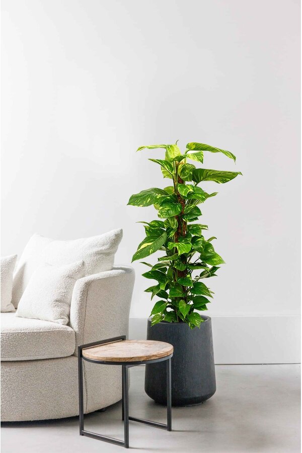 Epipremnum Scindapsus M