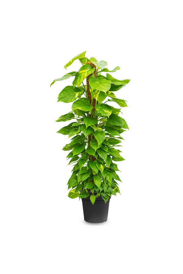 Epipremnum Scindapsus L