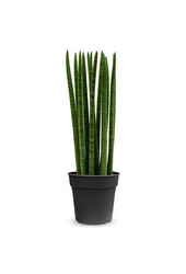 Sansevieria Cylindria M