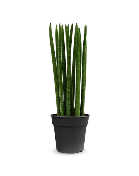 Sansevieria