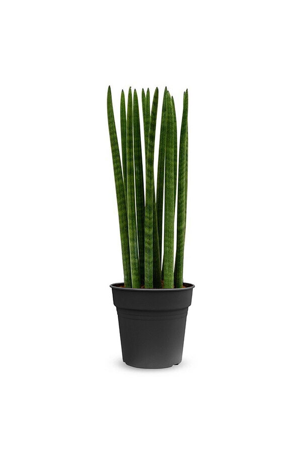 Sansevieria Cylindria M