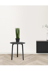 Sansevieria Cylindria M