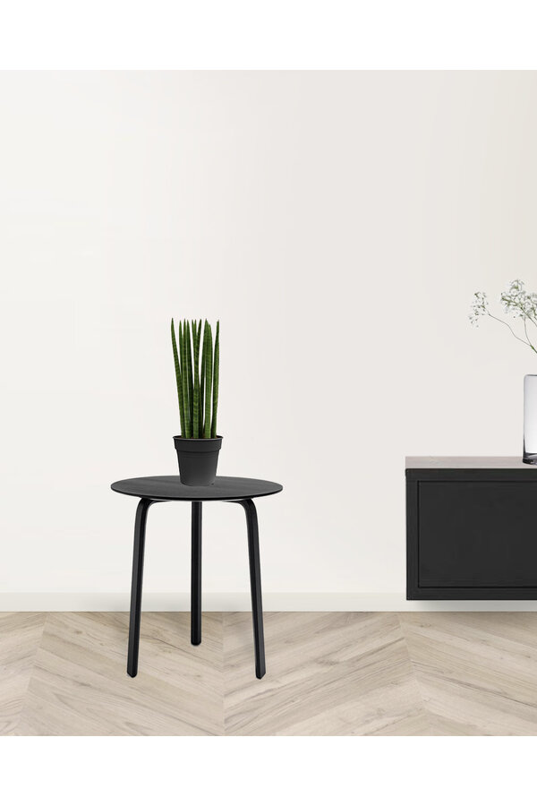 Sansevieria Cylindria M