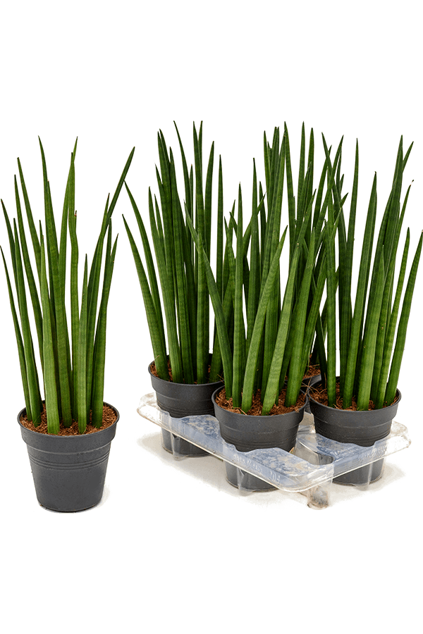 Sansevieria Cylindria M