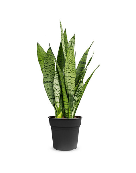 Sansevieria