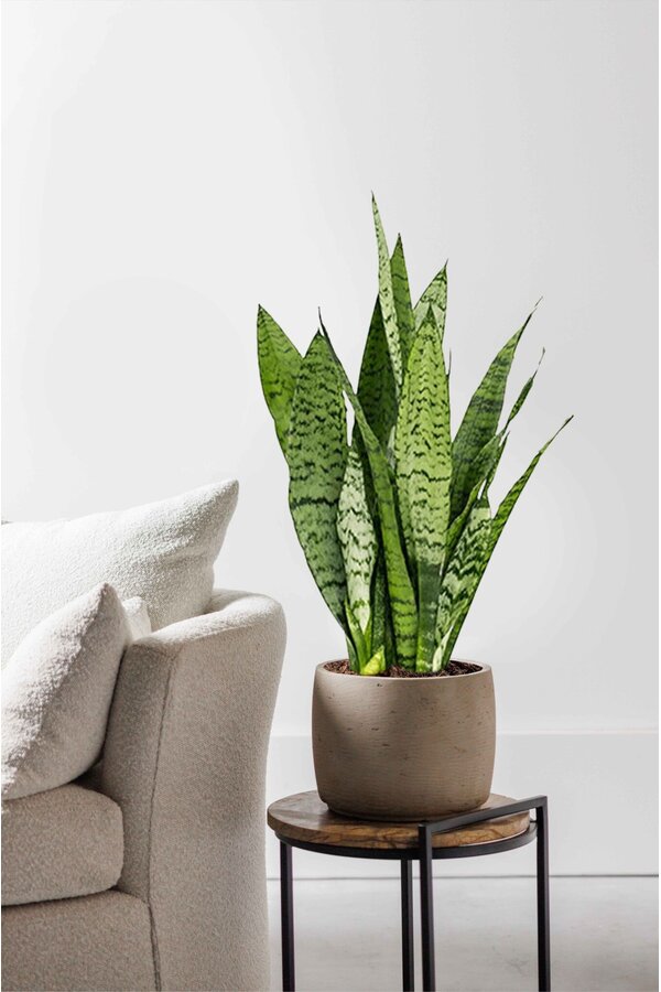 Sansevieria zeylanica