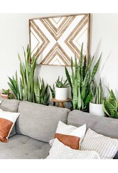 Sansevieria zeylanica