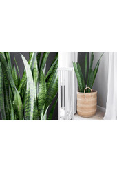 Sansevieria zeylanica