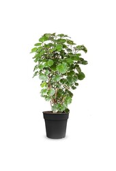 Polyscias Balfouriana M