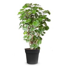 Polyscias