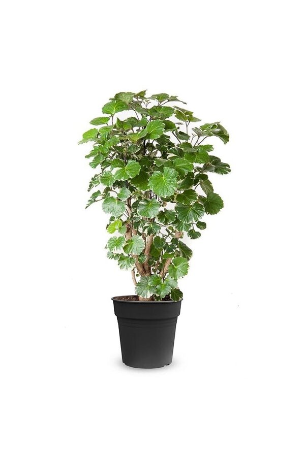 Polyscias Balfouriana M