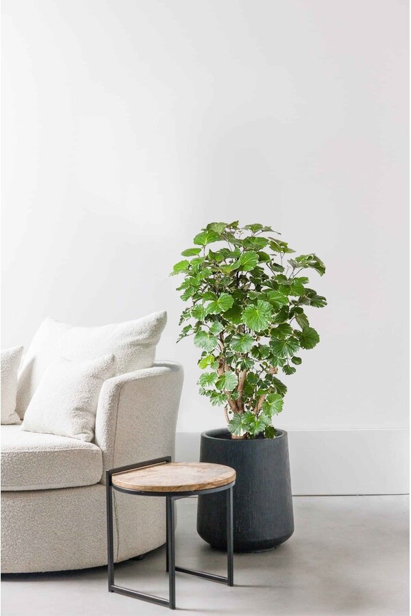 Polyscias Balfouriana M