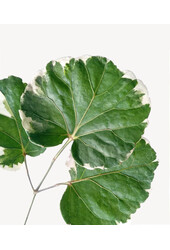 Polyscias Balfouriana M