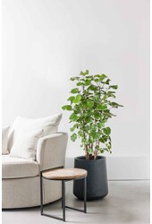 Polyscias Balfouriana L