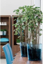 Polyscias Balfouriana L