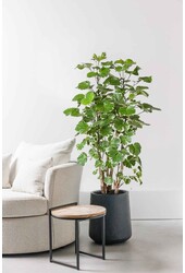 Polyscias Balfouriana XL