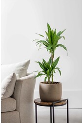 Dracaena fragrans Janet Craig