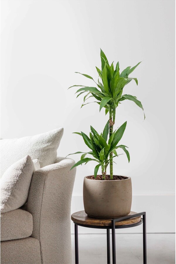 Dracaena fragrans Janet Craig