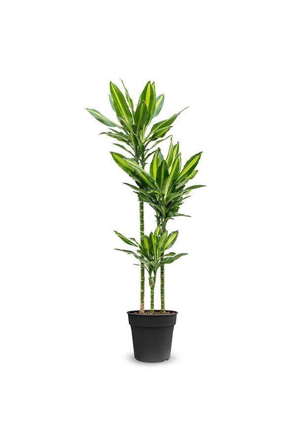 Dracaena Hawaiian Sunshine M